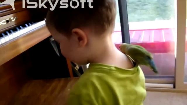 Неразлучные друзья всегда вместе. Parrot lovebird. смотреть онлайн