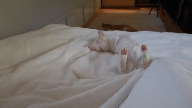 Сходили к Софии на работу ^^ Домашний влог / KOREA VLOG смотреть онлайн