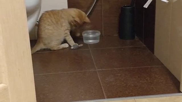 Котёнок в новом доме. День четвертый. Часть 1. смотреть онлайн