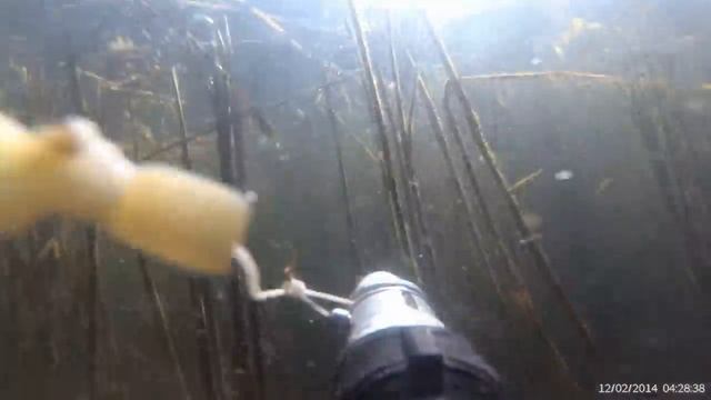 Подводная охота в камыше 2020! Щука, лещ, карп! смотреть онлайн