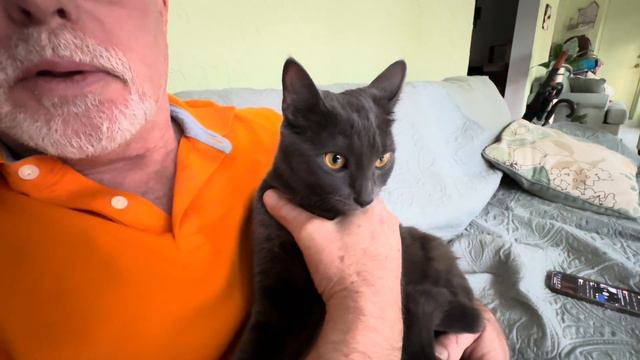 У Винсента паника! Шерри впервые на улице… #натальяфальконе #сша #usa смотреть онлайн