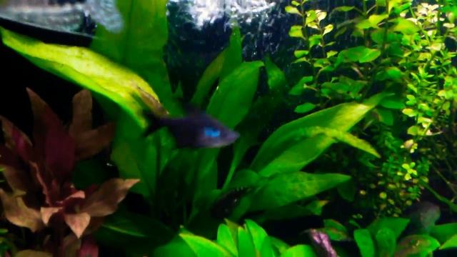 Black Phantom tetra Tank смотреть онлайн