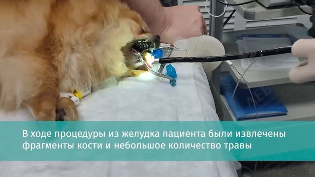 Удаление инородного тела гастроскопом из желудка собаки смотреть онлайн