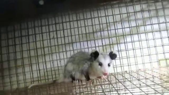 Cute Opossum Wanders into House смотреть онлайн