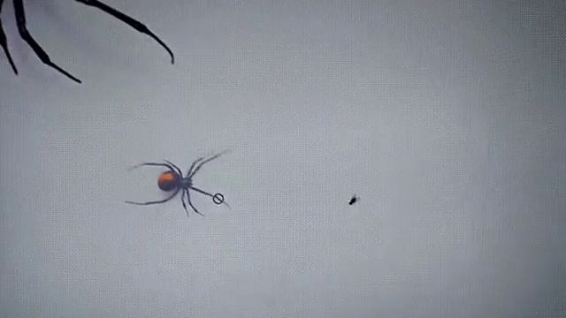 Как напугать муху смотреть онлайн