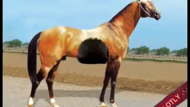 AHALTEKE HORSES TURKMENISTAN. АХАЛТЕКИНЕЦ. 5 тысяч лет породе. смотреть онлайн