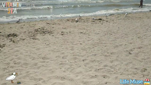 Пляж Чайки Море Лето 2021 смотреть онлайн