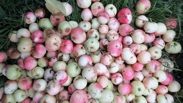 И для чего огурцы посеяла ?? О разном. смотреть онлайн