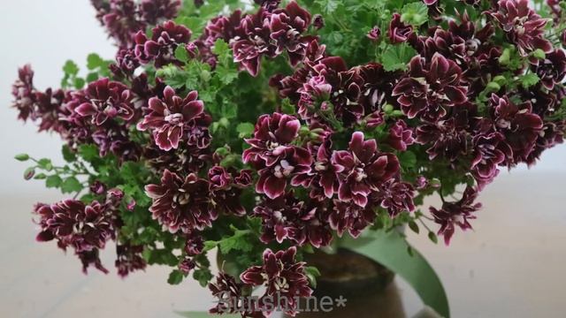 241.Golden Angel ,Fancy Scented Pelargoniums ( April 28, 2019) 골드리프,팬시리프 센티드제라늄 смотреть онлайн