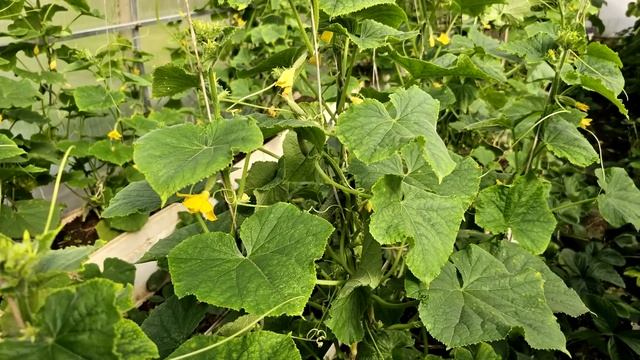 Дайте это Огурцам и они снова позеленеют, не будут болеть и обильно заплодоносят! смотреть онлайн