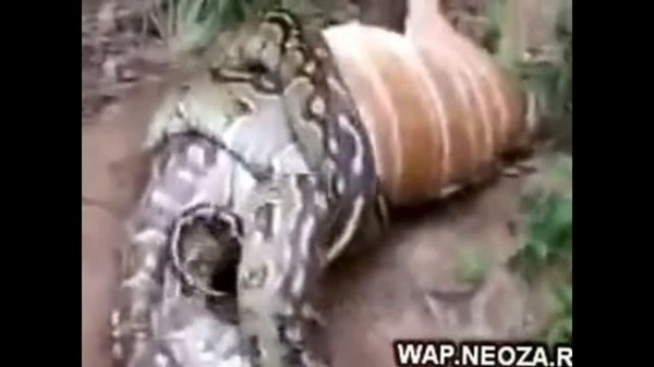 ОГРОМНАЯ АНАКОНДА поглощает ЛОШАДЬ