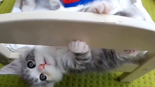 ChaGIDAbuba maine coon cattery devon rex смотреть онлайн