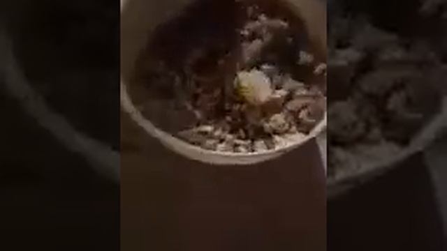 Руководство по Творчеству