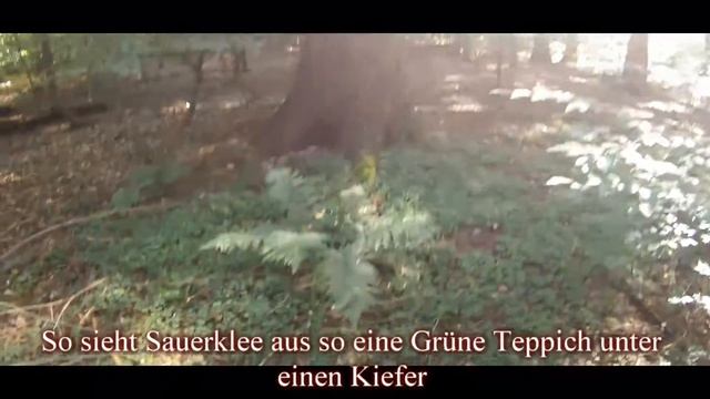 ?СЪЕДОБНЫЕ РАСТЕНИЯ КИСЛИЦА? смотреть онлайн