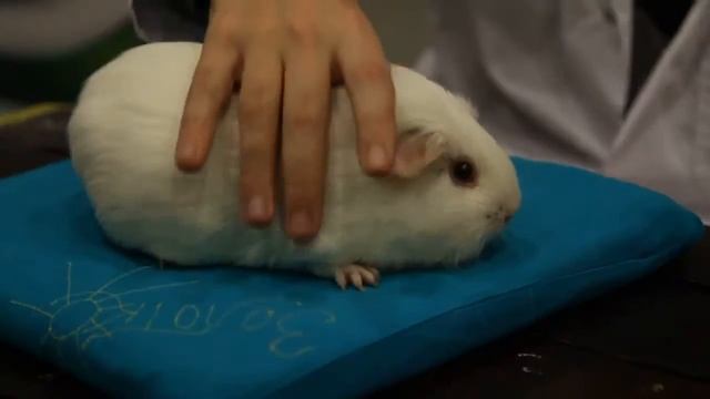 Экспертная оценка морских свинок смотреть онлайн