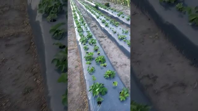 ??Стелим капельную ленту, и плёнку для клубники #shorts #подготовкабугровдляклубники смотреть онлайн