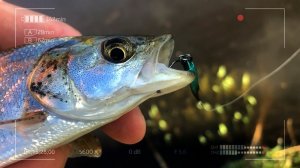 Уловистое железо для белого хищника