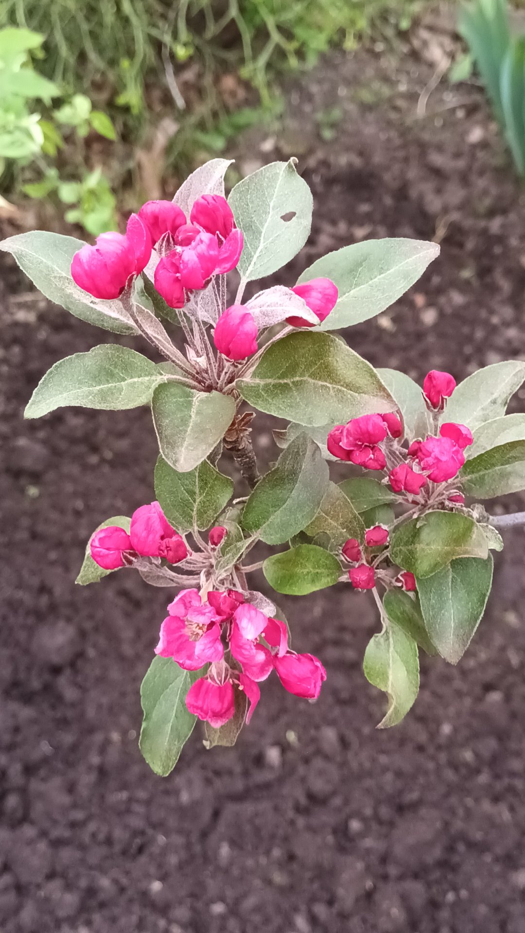 Цветение декоративной яблони сорта "Макамик" смотреть онлайн