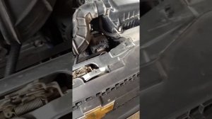 Шеви нива не заводиться на горячую