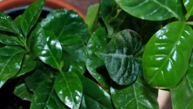 Кофейное дерево приметы и суеверия! Магия кофе! смотреть онлайн