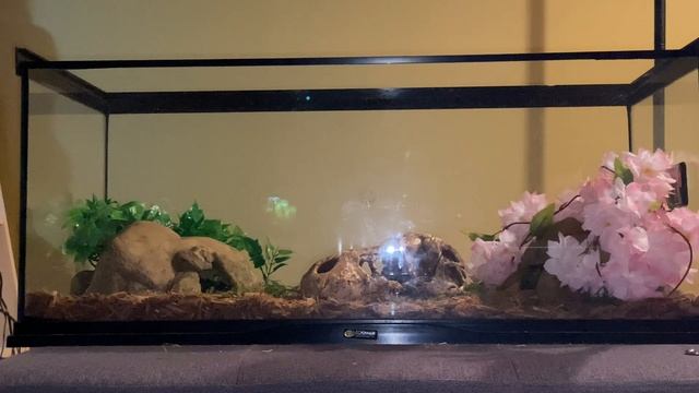 Upgrading my ball python tanks! смотреть онлайн