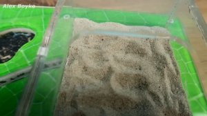 Смогут ли Муравьи выбраться, если засыпать выход песком? alex boyko