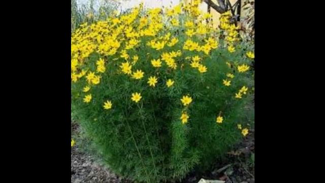 #Копытень #Кореопсис Garden #flowers122 Декоративные растения смотреть онлайн