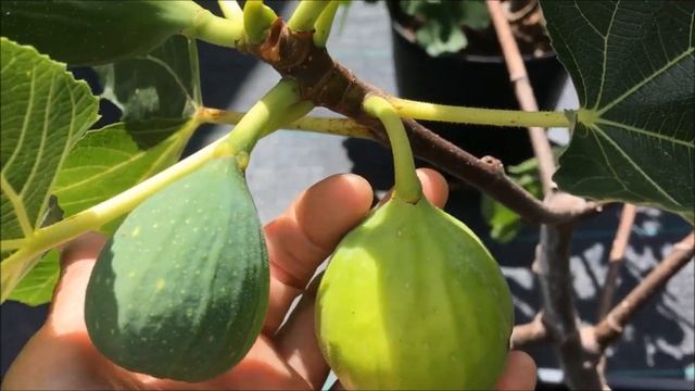 Figs. Golden Rainbow, Yellow Long Neck. Инжир. Синонимы ли Голден Рэйнбоу и Длинная Жёлтая Шея? смотреть онлайн