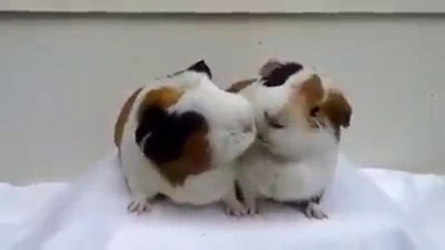 Жующие хомяки смотреть онлайн