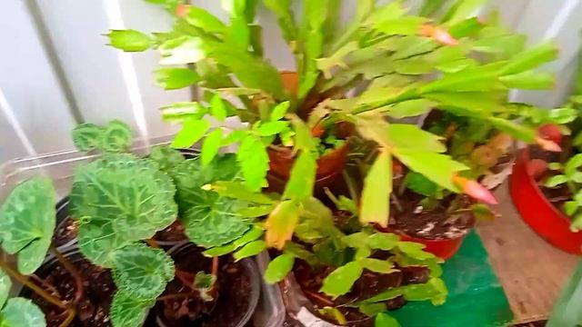 Декабристы забутонились, но торопиться не буду! Осенние картинки и солнечный закат? смотреть онлайн