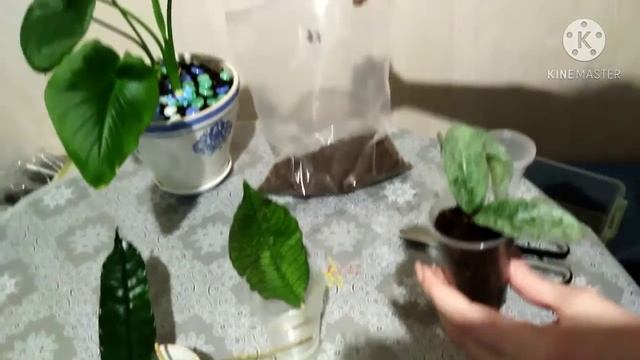 Хойи. Укоренение свежесрезанных черенков хой. Hoyas.