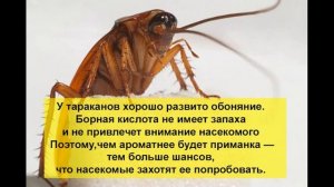 Как избавиться от тараканов (эффективное народное средство)