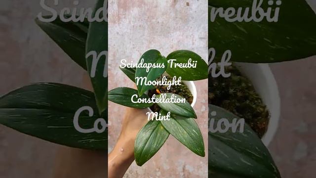 Scindapsus Treubii Moonlight Constellation Mint смотреть онлайн