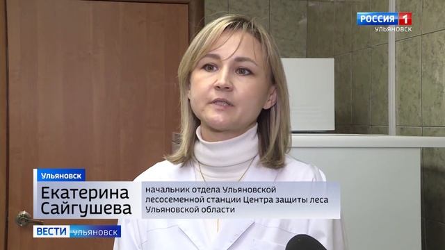 В Ульяновской области для восстановления 1,5 тысячи гектар леса уже заготовлены семена смотреть онлайн