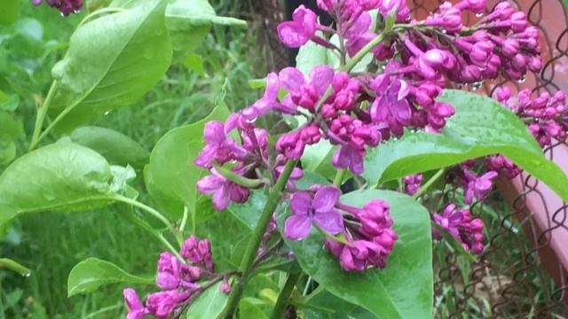 Приглашаю в мой сад. Дождливые выходные. Начало цветения сирени. Спирея. смотреть онлайн