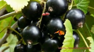 Смородина черная Сластена (ribes nigrum) ? Сластена обзор: как сажать, саженцы смородины Сластена