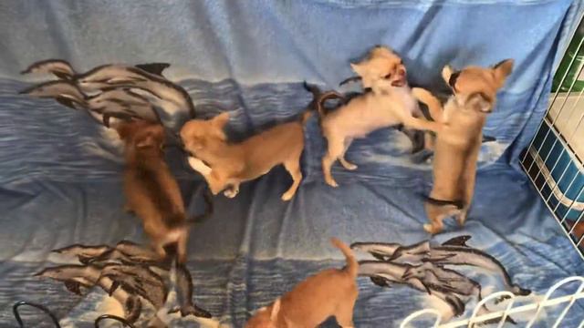 Чихуахуа. Малыши длинношерстные 4 месяца ￼ смотреть онлайн