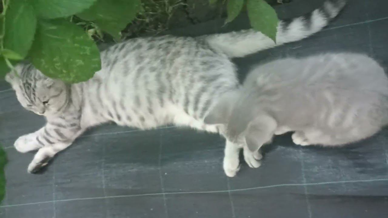 Как получить на малине высокий стабильный урожай. смотреть онлайн