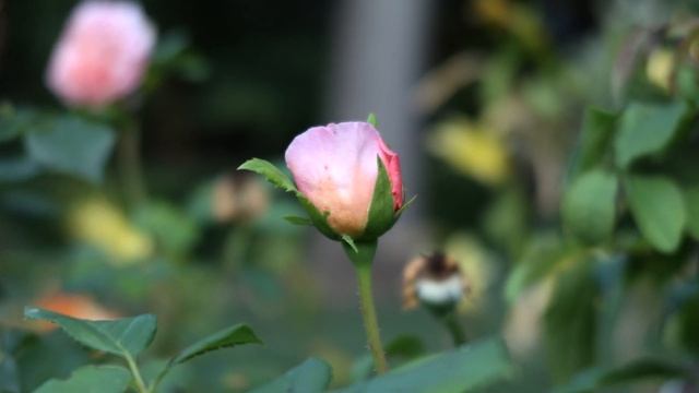 Canon G7X iii 4K Test Video: ProRes 422 HQ from the Ninja V смотреть онлайн