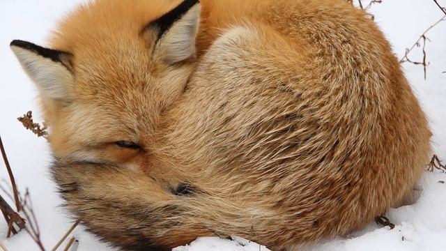 Животные нашего леса смотреть онлайн