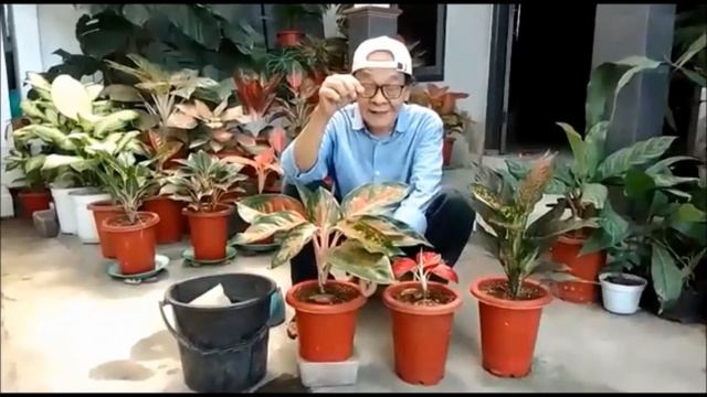 AGLAONEMA--- PERLAKUAN PADA AGLAONEMA YANG DIBELI DARI ON LINE VERSI OM KOENG смотреть онлайн