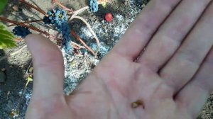 Виноград Каберне Мичуренский  03 09 2020