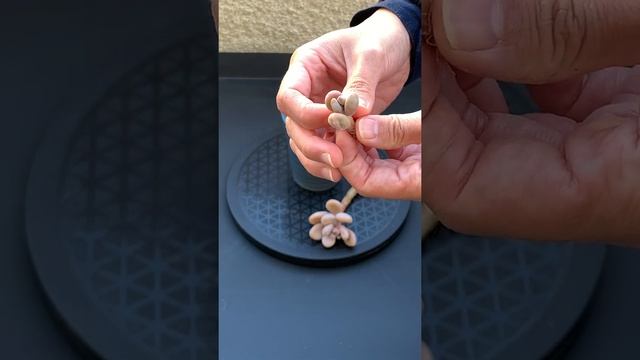 Pachyphytum oviferum, sugaralmond plant or moonstone Repot #shorts смотреть онлайн