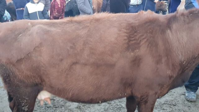 Jondor Mol Bozori Bo'g'oz Va Qisir Sigirlar 30/01/2022