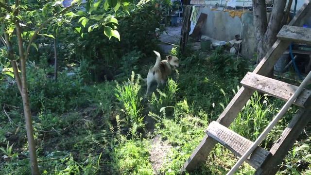 Куда девать старый кирпич?! смотреть онлайн