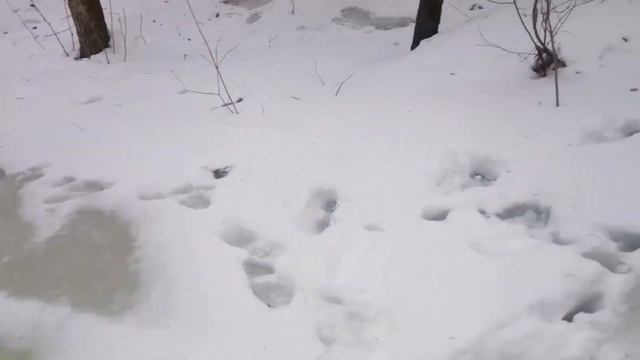 Дальневосточный каньон 60 метров, зима 2021г. смотреть онлайн