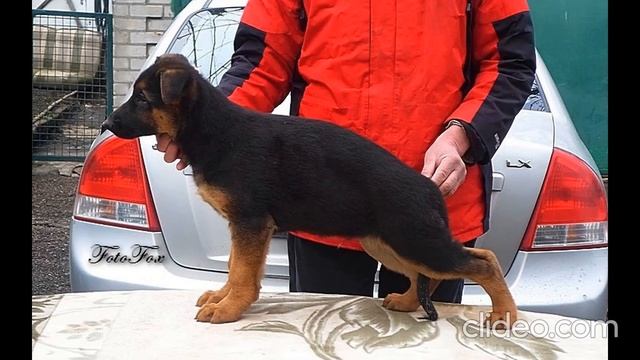 Субботний квест ! А кто из вас узнает в этих чудных малышах Риану Райнера и Рокко Фоксберг ))) смотреть онлайн