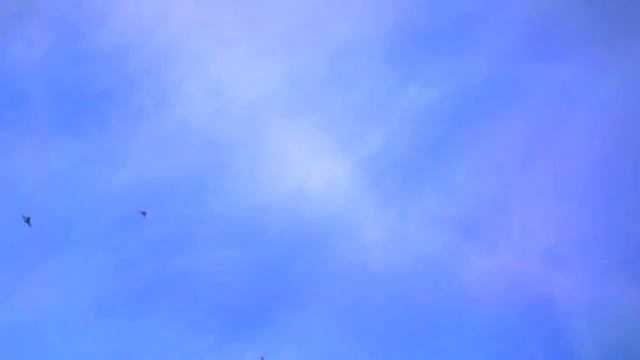 Бойные голуби КАЗАХСТАНА. .25 01 2019. Все по мне! смотреть онлайн