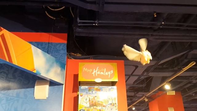 Летающая свинья. ЦДМ смотреть онлайн