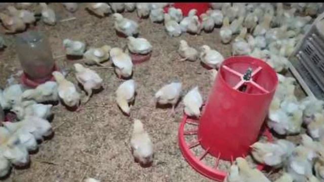 BROYLER TOVUQ BOQISH SIRLARI | БРОЙЛЕР ТОВУК БОКИШ БИЗНЕСИ